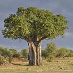 baobabs tree