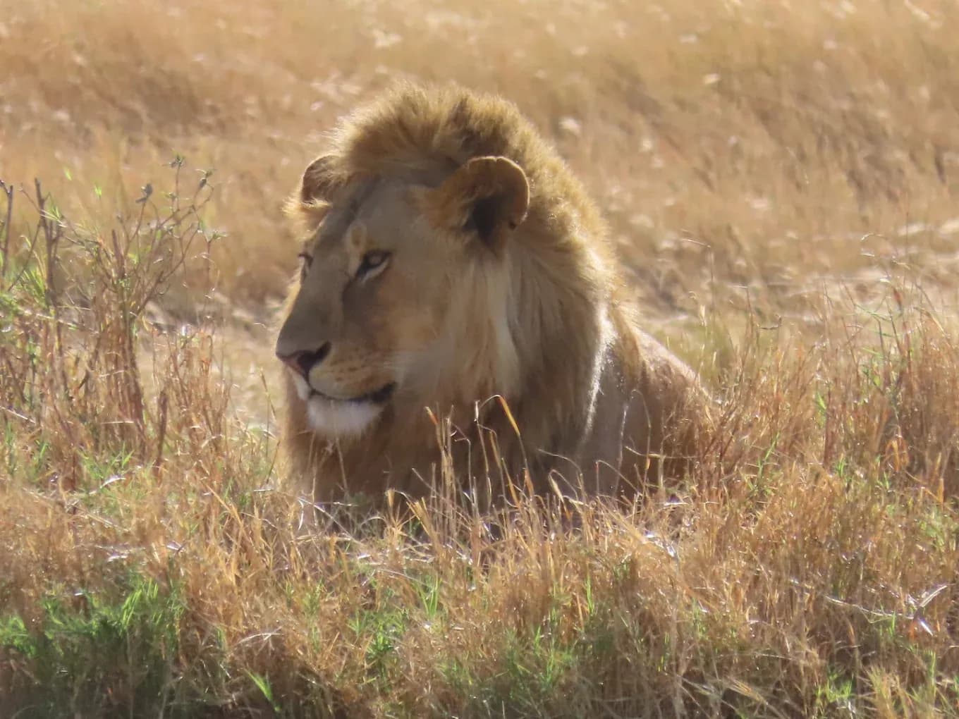 Male lion in the long grass