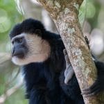Colobus Monkey
