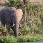 elephant near water