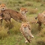 cheetahs running