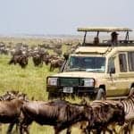 tanzanian safari