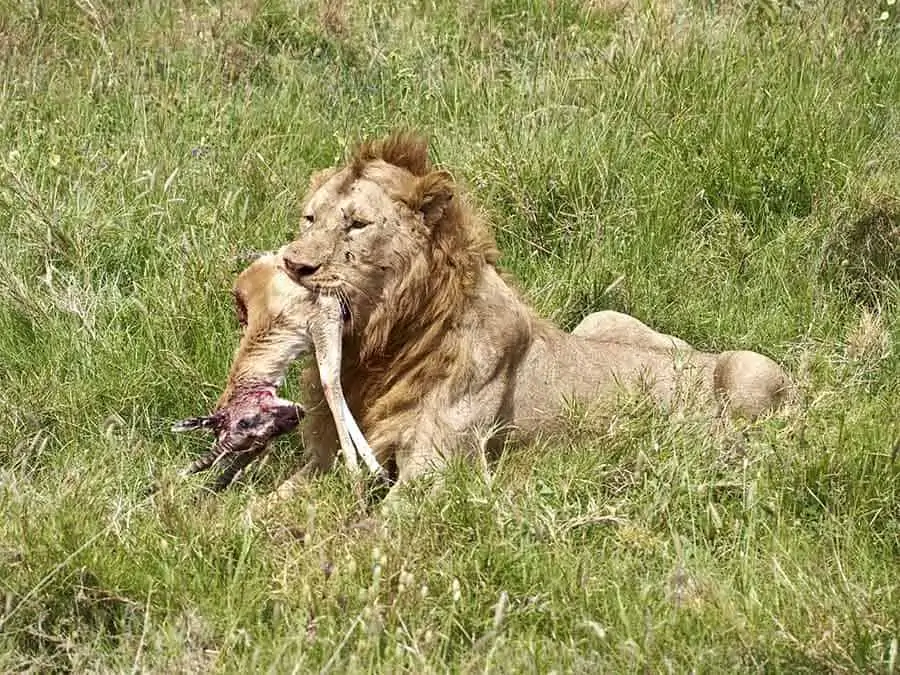 lion eating a gazelle