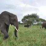 elephants walking through the grass