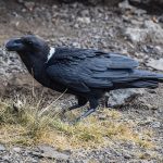 white-necked-raven