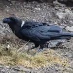 white-necked-raven